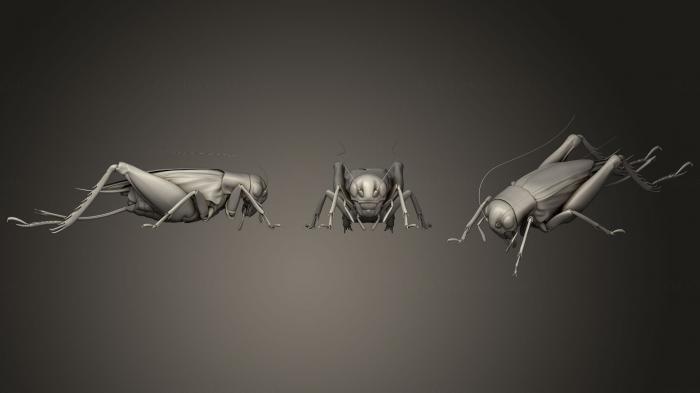 Insects (INSCT_0048) 3D model for CNC machine